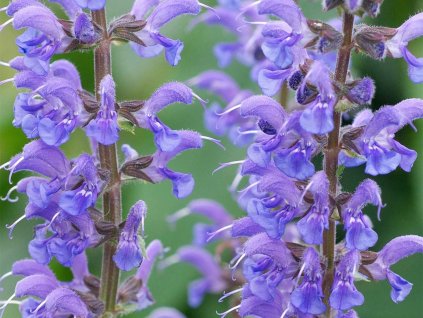Šalvěj luční 'Rhapsody in Blue' - Salvia sylvestris 'Rhapsody in Blue'