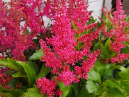 Čechrava Younique 'Ruby Red' - Astilbe Younique 'Ruby Red'