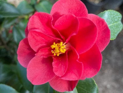 Kamélia sieťovaná 'Mary Williams'