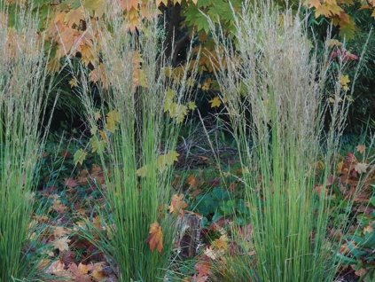 Bezkolenec belasý 'Torch' - Molinia caerulea 'Torch'