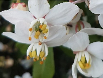 Choisie/mexický pomarančovník 'Greenfingers'