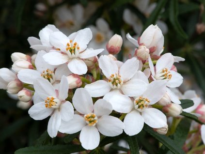 Choisie/mexický pomarančovník 'Scented Gem'