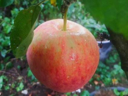 Jabloň 'Piros' - kontajner