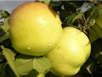 Jabloň 'Berzininku ananasas' - kontajner