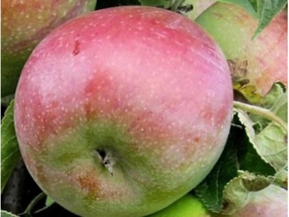 Jabloň stĺpovitá 'Cumulus' - kontajner