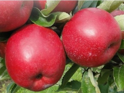 Jabloň 'Najdared' - kontajner