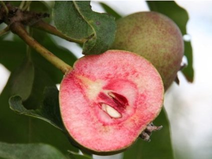 Hruška 'Sanguinole' - kontajner