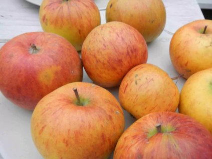 Jabloň 'Londýnské' - kontajner