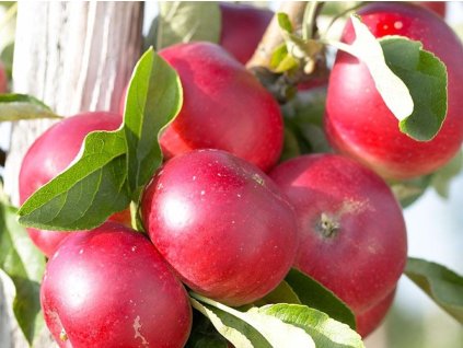 Jabloň stĺpovitá 'Elina' - kontajner