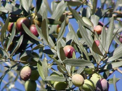 Olivovník európsky 'Cipressino’