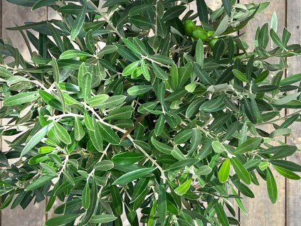 Olivovník európsky 'Olivia'