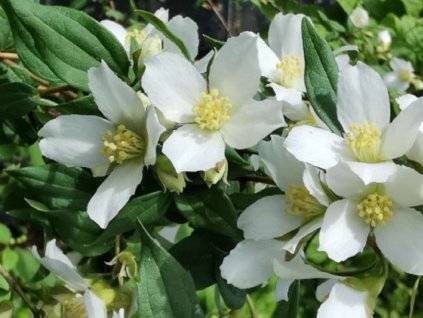 Pajazmín 'Mont Blanc'