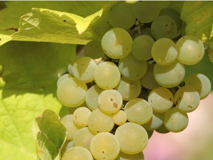 Vinič 'Kišmiš 311'