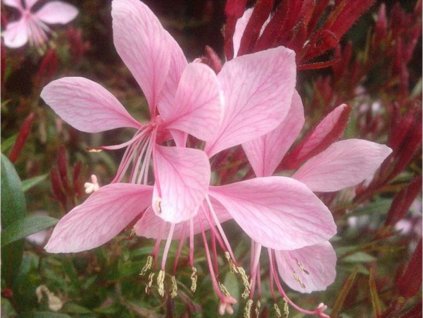 Gaura lindheimeri  'Cherry Brandy'  -  Gaura lindheimeri 'Cherry Brandy'