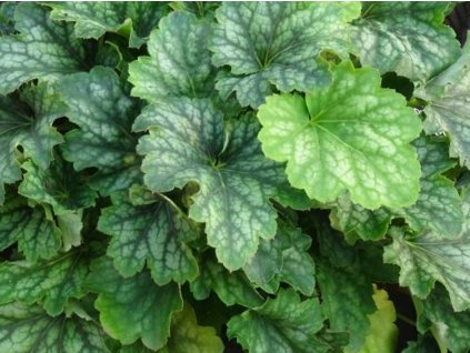 Heuchera villosa 'Carnival Cocomint' - Heuchera villosa 'Carnival Cocomint'