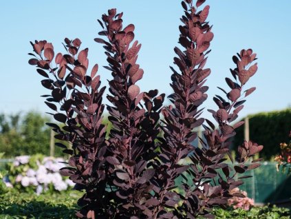 Ruj vlasatá 'Magical Purple'
