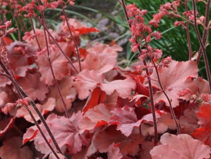 Heuchera villosa 'Carnival Fire' - Heuchera villosa 'Carnival Fire'