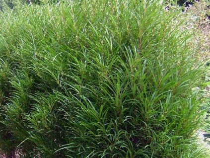 Krušina jelšová 'Ron Williams'