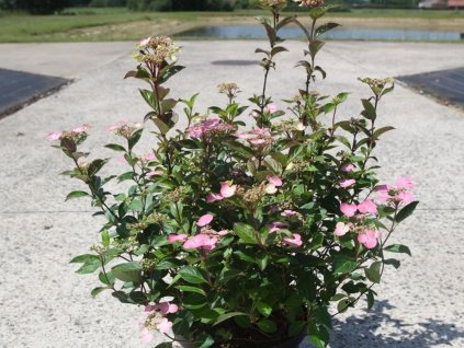 Hortenzia scandens 'First Love' PBR