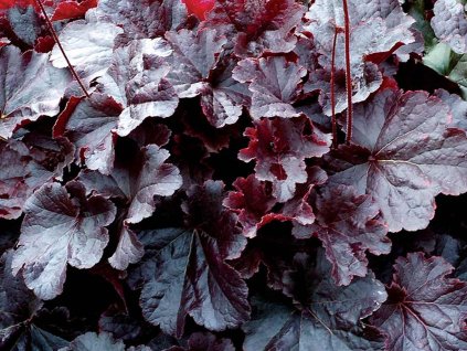 Heuchera 'Northern Exposure Black' - Heuchera 'Northern Exposure Black'