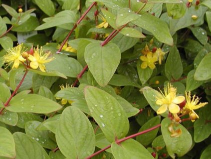 Ľubovník nevonný 'Rheingold'