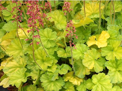 Heuchera 'Northern Exposure Lime' - Heuchera 'Northern Exposure Lime'