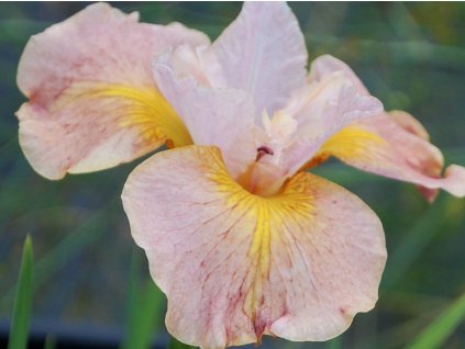 Kosatec sibírsky 'Sandy River Belle' - Iris sibirica 'Sandy River Belle'