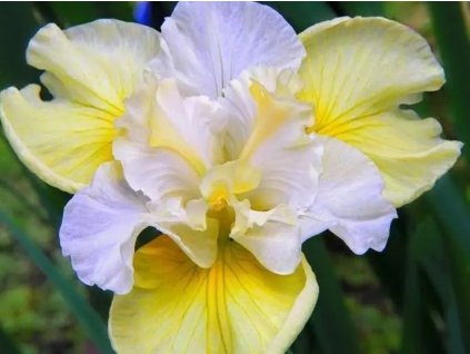 Kosatec sibírsky 'Yellow Tail' - Iris sibirica 'Yellow Tail'