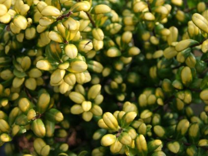 Cezmína vrúbkovaná 'Convexed Gold'