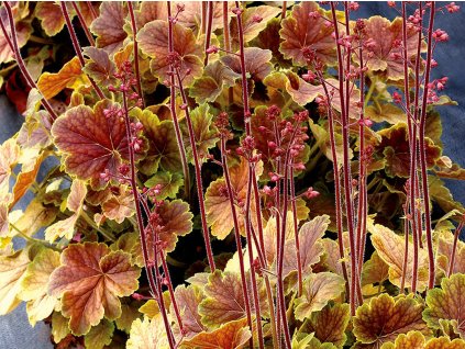 Heuchera 'Northern Exposure Sienna' - Heuchera 'Northern Exposure Sienna'