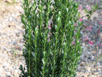 Cezmína vrúbkovaná 'Fastigiata'