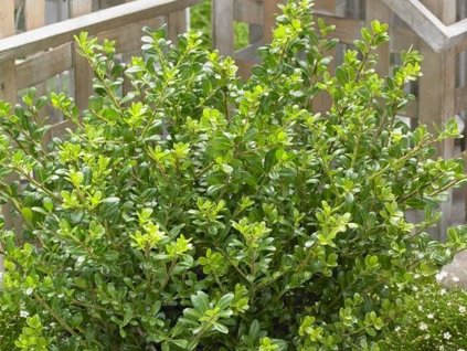 Cezmína vrúbkovaná 'Glory Gem'