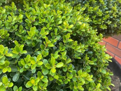 Cezmína vrúbkovaná 'Green Hedge'