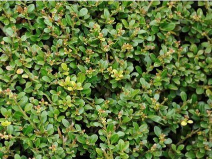 Cezmína vrúbkovaná 'Stokes'