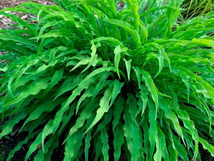 Hosta 'Party Streamers' - Hosta 'Party Streamers'