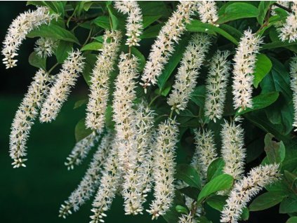 Itea viržinská 'Henry's Garnet'