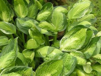 Hosta 'Captain's Adventure' - Hosta 'Captain's Adventure'