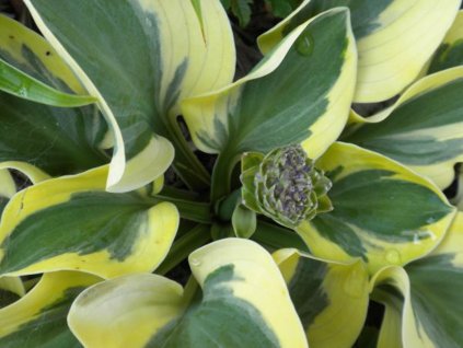 Hosta 'Mighty Mouse' - Hosta 'Mighty Mouse'