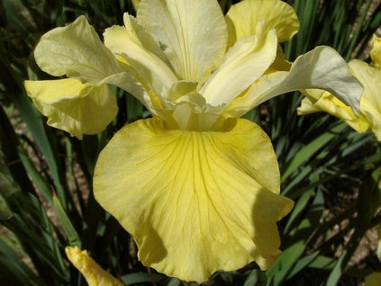 Kosatec sibírsky 'Kiss The Girl' - Iris siberica 'Kiss The Girl'