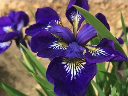 Kosatec sibírsky 'I See Stars' - Iris siberica 'I See Stars'