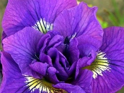 Kosatec sibírsky 'Double Standard' - Iris siberica 'Double Standard'