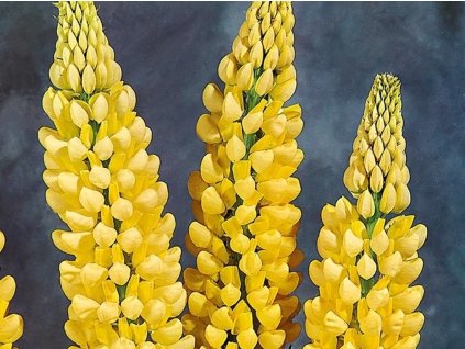 Lupina 'Chandelier' - Lupinus 'Chandelier'