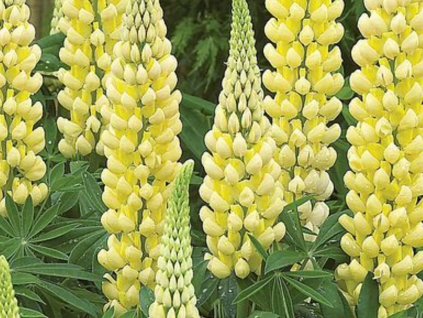 Lupina 'Chandelier' - Lupinus 'Chandelier'