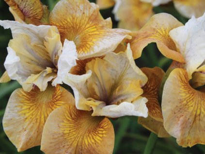 Kosatec sibírsky 'Colonel Mustard'- Iris sibirica 'Colonel Mustard'