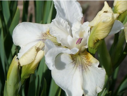 Kosatec sibírsky 'Not Quite White'- Iris sibirica 'Not Quite White'