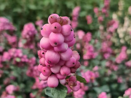 Imelovník Doorenbosov 'Symphony Rumble' PBR