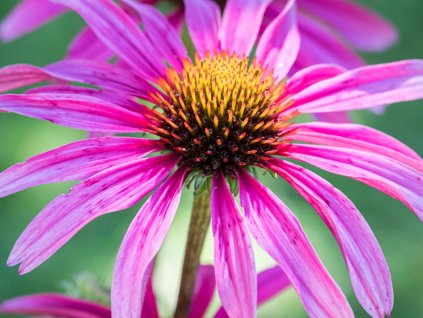 Echinacea 'Sunseekers Rosy' - Echinacea 'Sunseekers Rosy'
