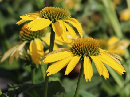 Echinacea 'Sunseekers Yellow' - Echinacea 'Sunseekers Yellow'
