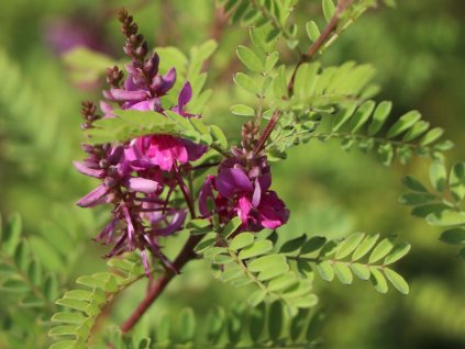 Modril rôznovetý 'Gerardiana'