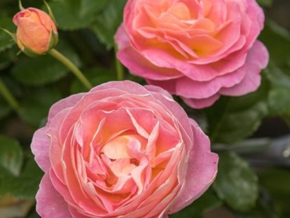Ruža 'Dornburger Schlossrose' (Balenie špeciálne balenie)